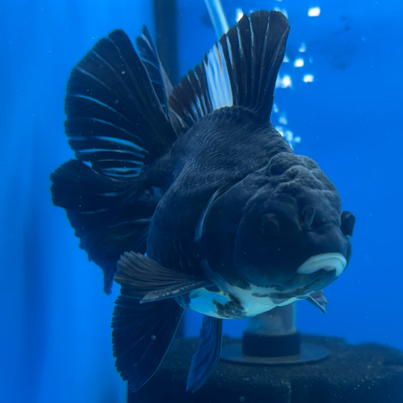 Thai Oranda Panda 3.5” Body Male(CK-1207)SHOWTANK