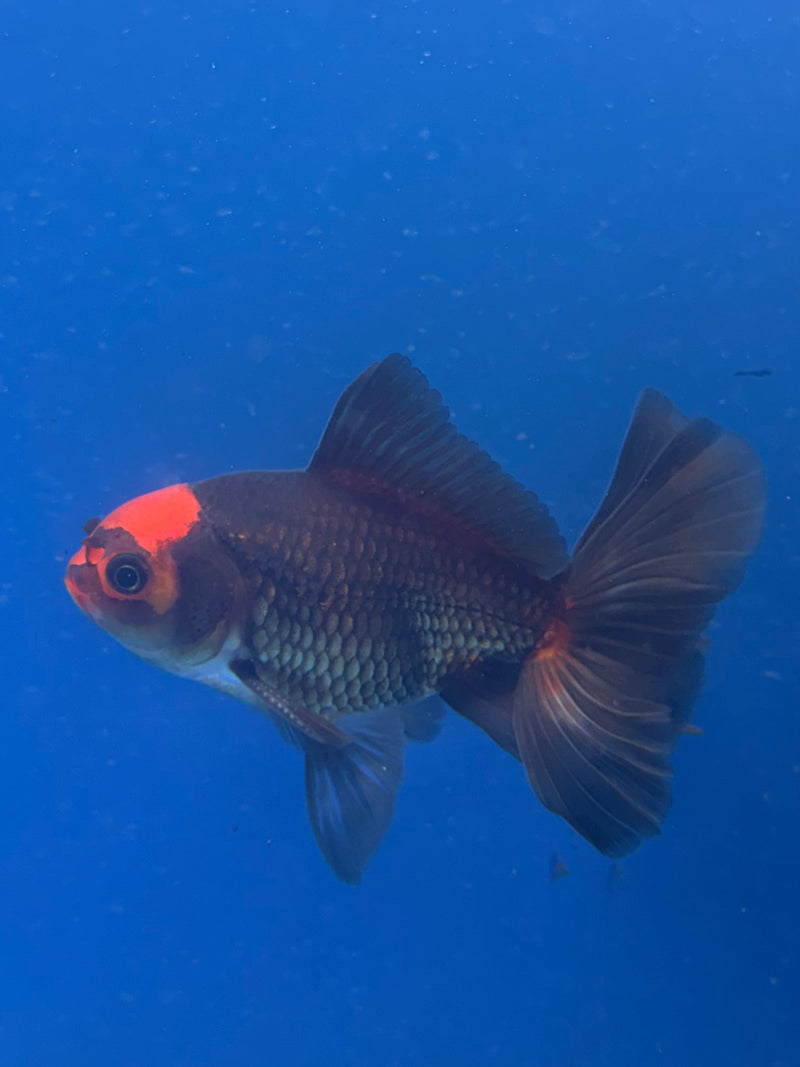 Thai Oranda Apache 2.5” Male (FEB-321)R3B08