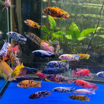 Live Freshwater Cichlid Assorted Large Size 4" MALE – Premium Hand-Selected