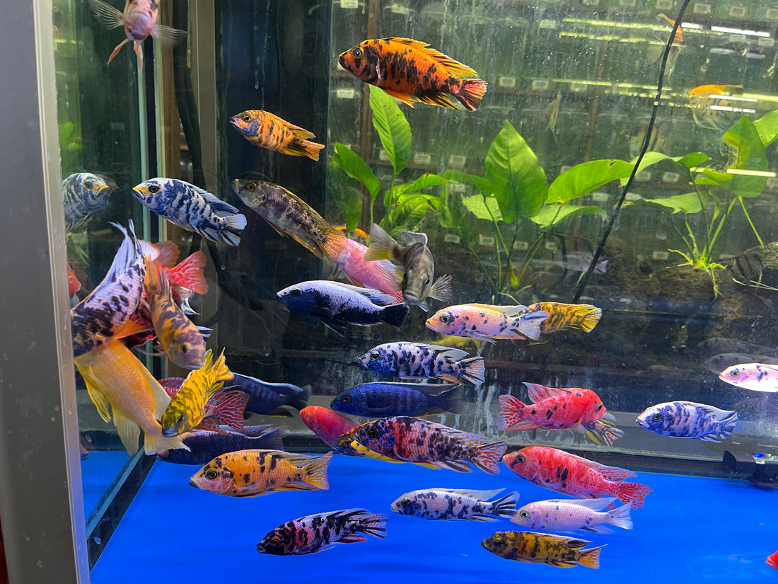 Live Freshwater Cichlid Assorted Large Size 4" MALE – Premium Hand-Selected