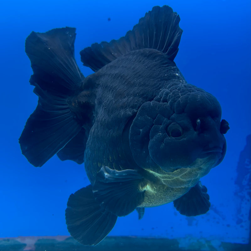Thai Oranda Full Black 4.5” Body Male(NKT-CK-1035)SHOWTANK2