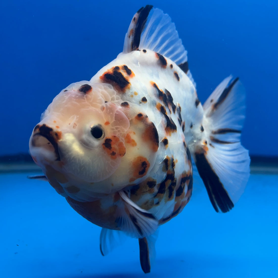 Thai Oranda Tri-Color Tiger 4" Male(NKT-CK-1570)BLUETUB-B