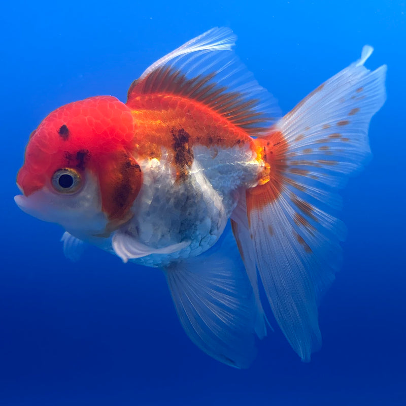 Thai Oranda Tri-Color 2.5” Body Male(CK-1004)R3B18