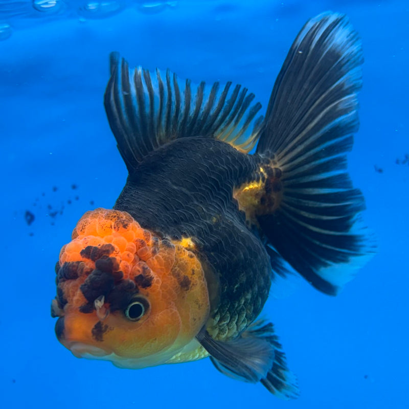 Thai Oranda Apache 3.5” Body Female(CK-914)R1BLUETUB4