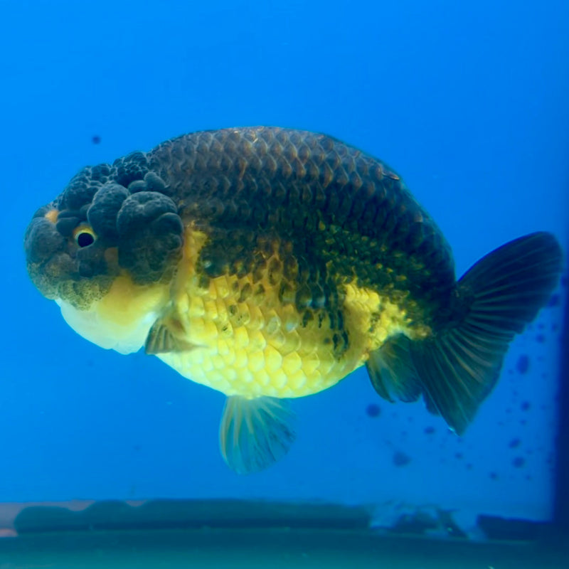 Thai Ranchu SPECIAL COLOR Apache 3.5” Body Male(CK-1109)R1A04
