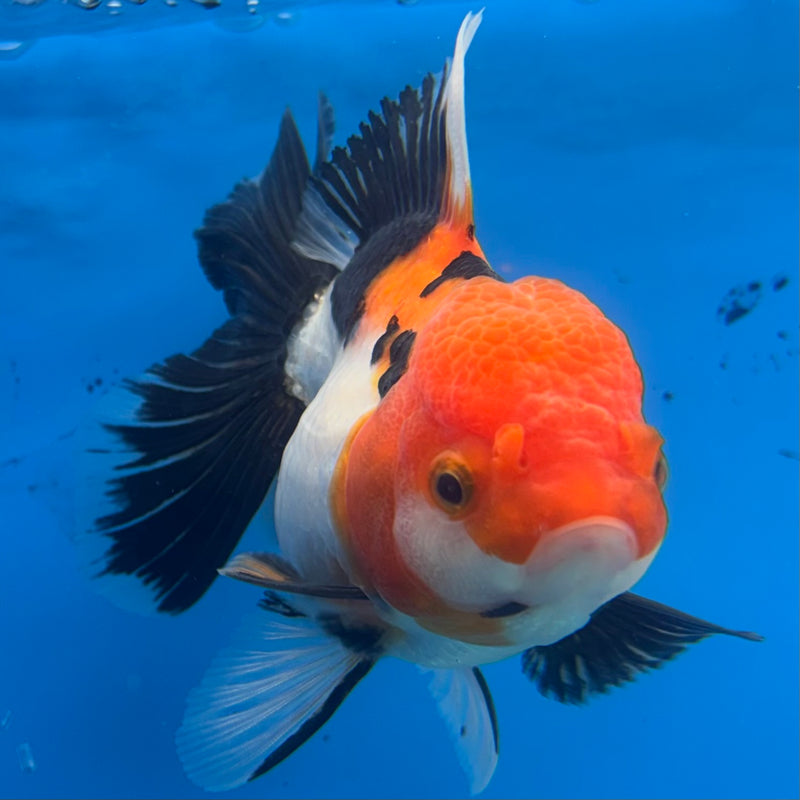 Thai Oranda Apache 3.5” Body Female(CK-909)R1BLUETUB4