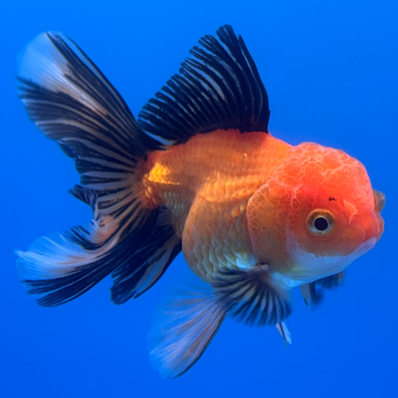 Thai Oranda Apache 2.5” Body Male(CK-1241)R3B10