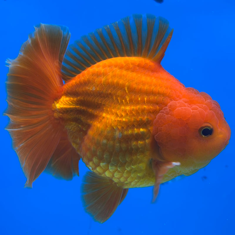 Thai Oranda Full Red 4” Body Male(CK-1445)R1BLUETUB1