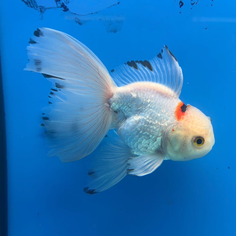 Thai Oranda Lemonhead Tri-Color 3in Female (FEB-296)R2B06