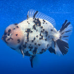 Thai Oranda Tri-Color Tiger 4.5" Male(NKT-CK-1572)BLUETUB-B