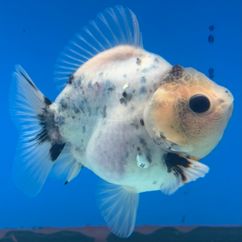Thai Oranda SHOGUN 2.5” Body Male(CK-1157)R3A10