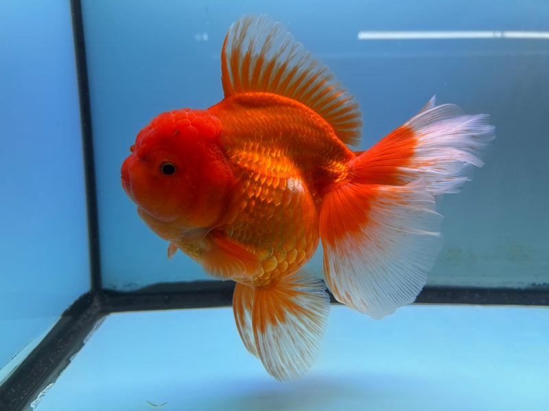 Thai Jumbo Red Oranda 5“ Body (JCD-123)