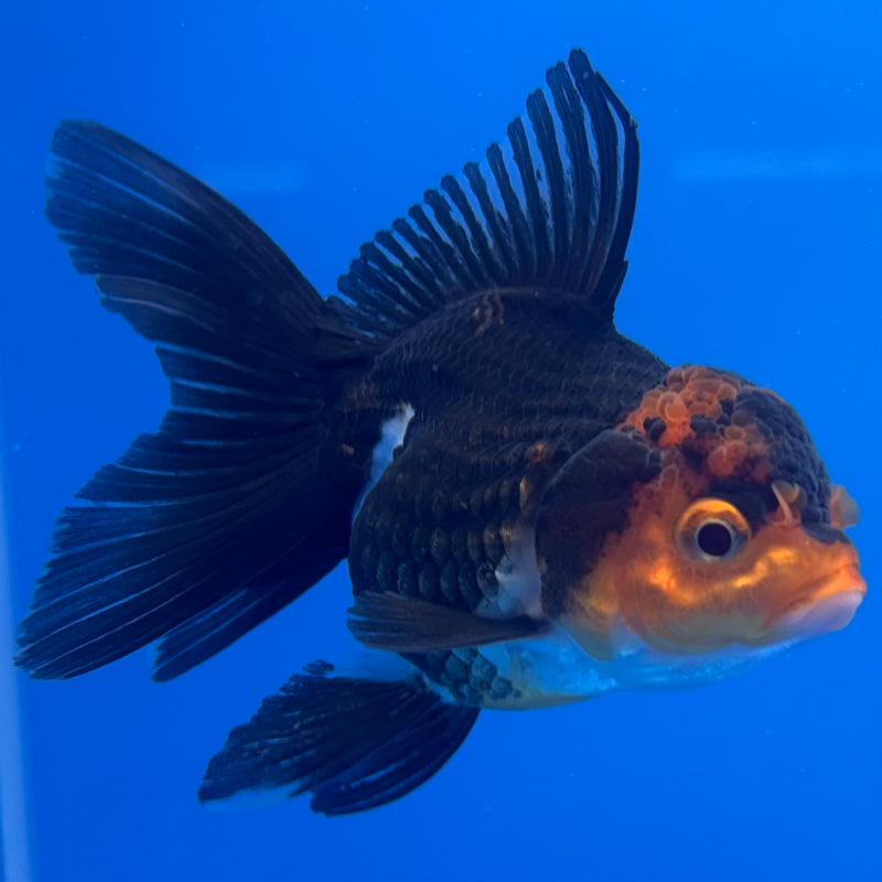 Thai Oranda Tri-Color 2” Body Female(CK-1302)R3B16