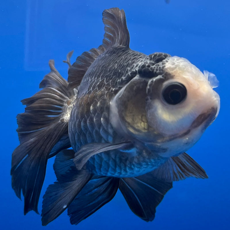 Thai Oranda Panda 3” Body Male(CK-781)R3A15