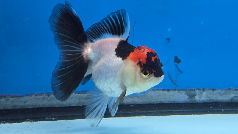 Thai Tri Color Orchid Tail Medium Breed Female 2.50 inch Body (NNN-3006)R3B19