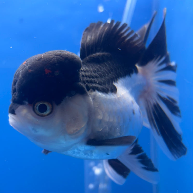 Thai Oranda Panda 3” Body Male(CK-789)R1A11