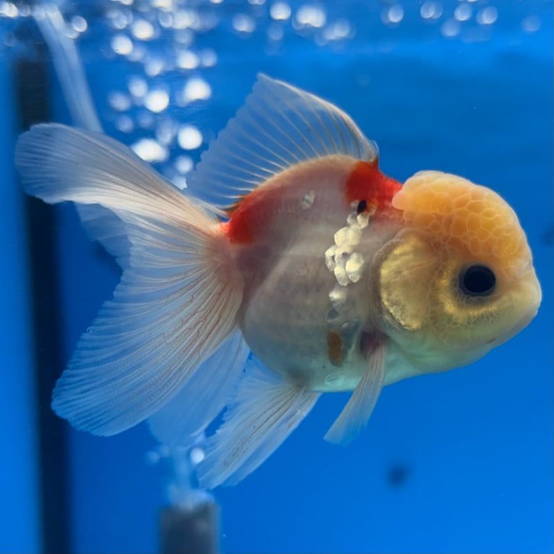 Thai Oranda Lemon Head Tri-Color Calico 2” Body Male(CK-1282)R3B03