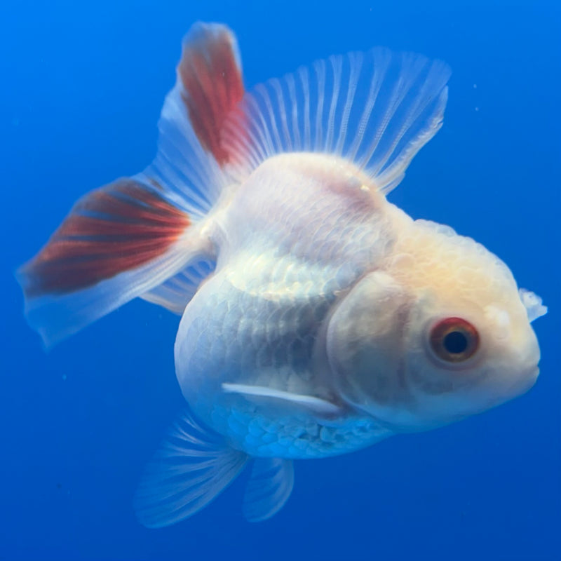 Thai Oranda Red/White 2.5” Body Female(CK-1000)R3B20