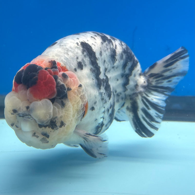 Thai Ranchu JUMBO Tri-Color Calico 4.5” Body Male(BIN-CK-1054)SHOWTANK2