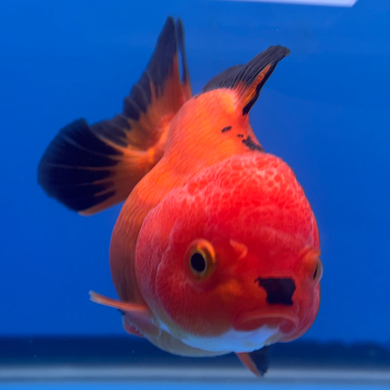 Thai Oranda Apache 3” Body Female(CK-701)R1A05