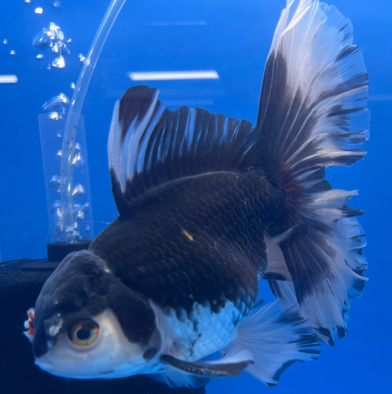 Thai Oranda Panda Orchid Tail 4.5" Body Male(CK-612)R1B01