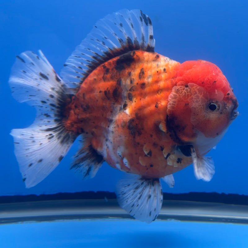 Thai Oranda JUMBO Red Calico 5” Body Male(CRP-CK-644)R1BLUETUB2