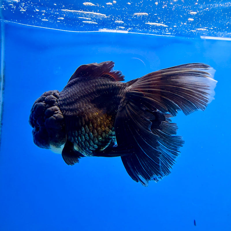 Thai Oranda Super Black 3in Female (FEB-298)R2B06
