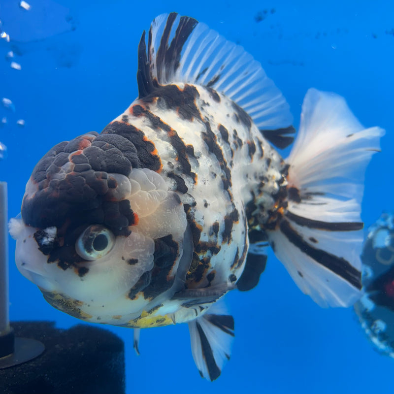 Thai Oranda Tri-Color Calico Tiger 5.5” Body Male(NKT-CK-1033)SHOWTANK2