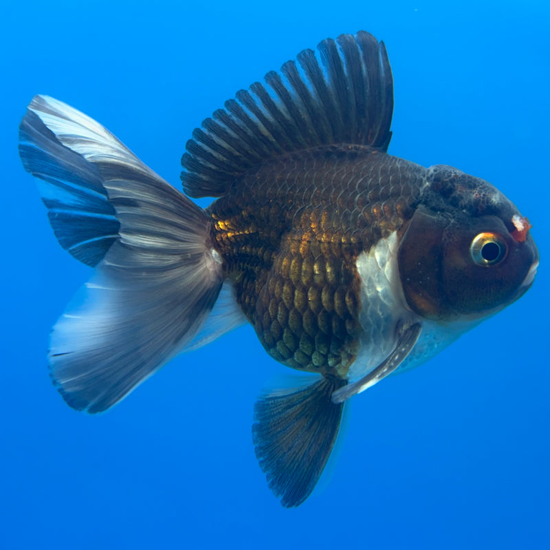 Thai Oranda Panda 3” Body Female(CK-704)R1A05