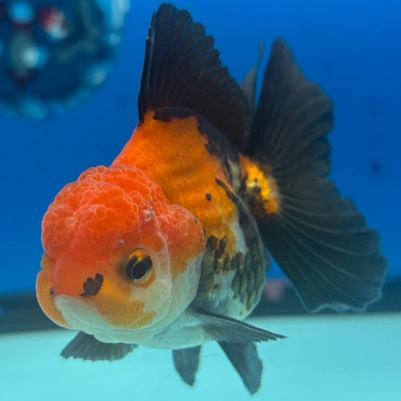 Thai Oranda Apache 2.5” Body Male(CK-849)R3B18