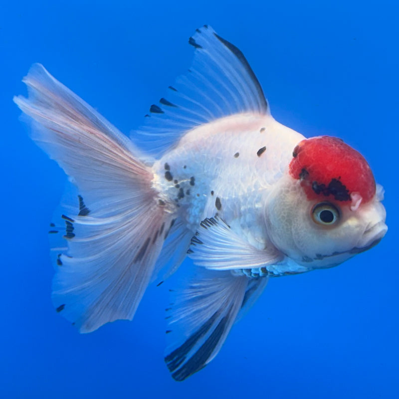 Thai Oranda Tri-Color Calico 3” Body Male(CK-719)R1A01
