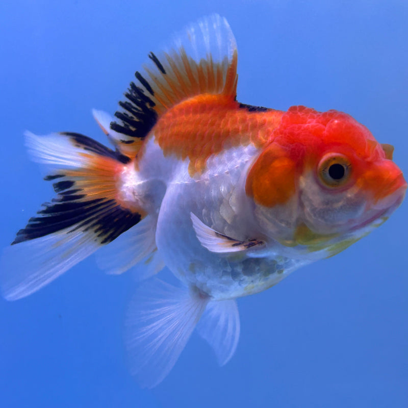 Thai Tri-Color Oranda 2”Body Male(JCD-023)R4B11