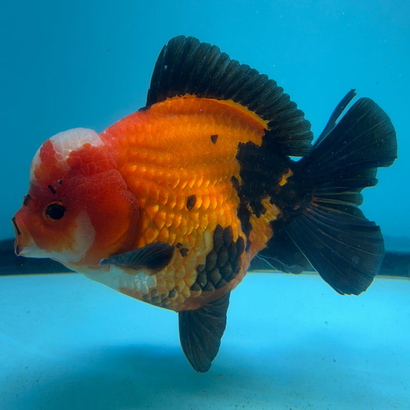 Thai Premium Jumbo Aapche Short Tail Giant Breed 5.00 inch Body Oranda (CRP-JO1016)