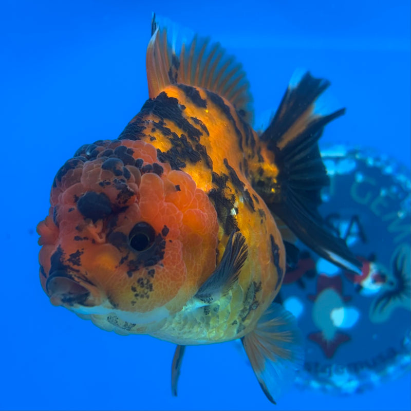 Thai Oranda Calico Tiger 3.5” Body Female(CK-1513)BLUETUB-D