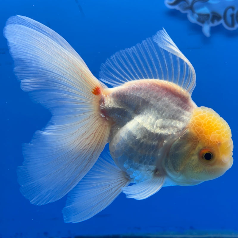 Thai Oranda Lemon Head White Polka Dot 3” Body Male(CK-987)R3B07