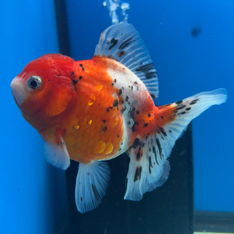 Thai Oranda Tri-Color Calico 3.5” Body Male(QGF-CK-1089)SHOWTANK