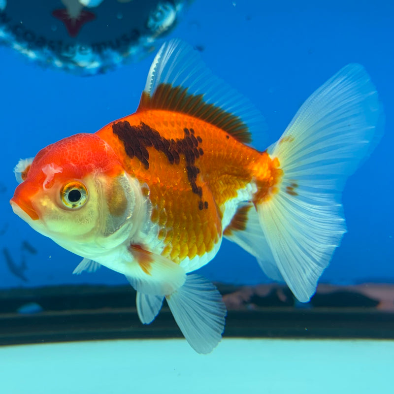 Thai Oranda Tri-Color 2.5” Body Female(CK-858)R3B16