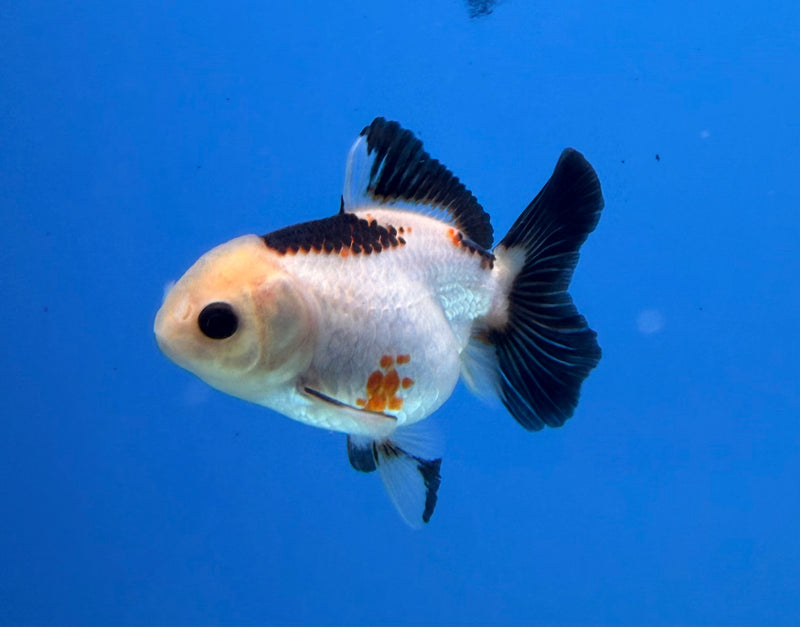 Thai Oranda Lemonhead Tri-Color 2.5” Female (FEB-273)R3A09