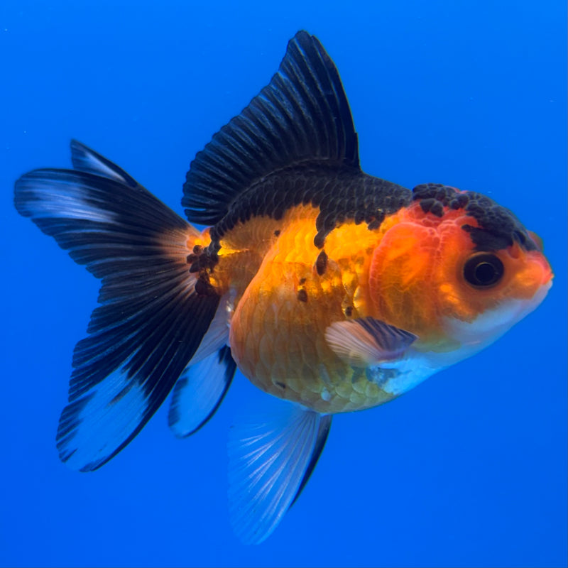 Thai Oranda Apache 2.5” Body Female(CK-1236)R3B12