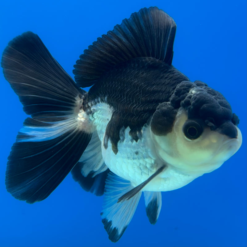 Thai Oranda Panda 3” Body Male(CK-1405)R1B09