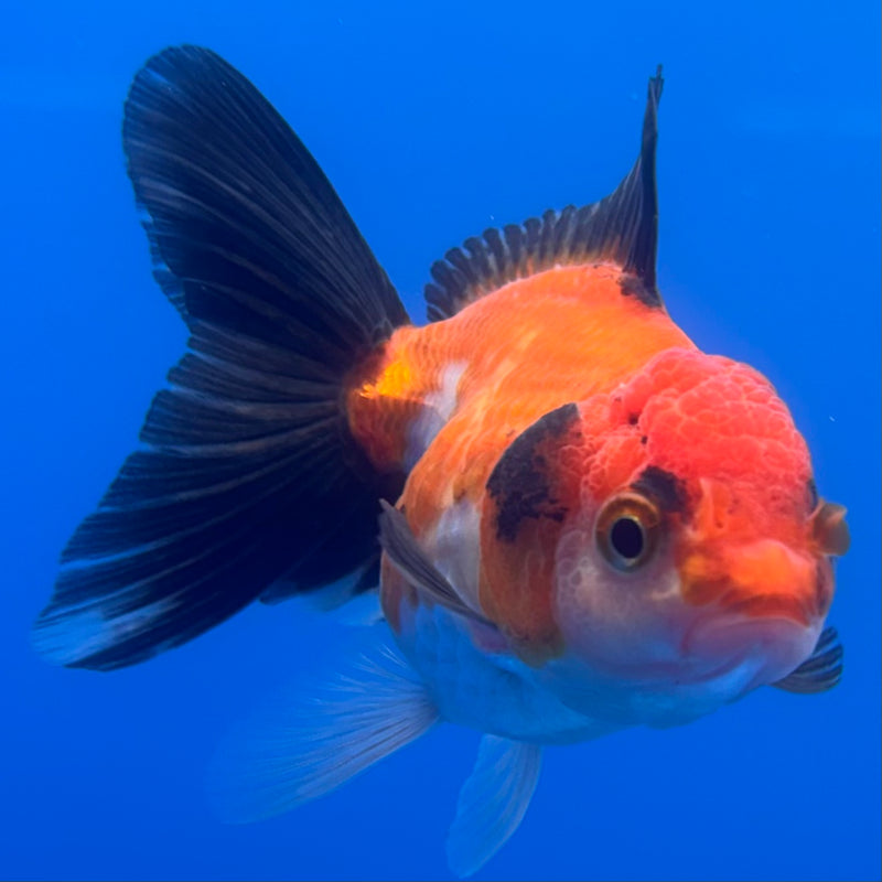 Thai Oranda Apache 2.5” Body Female(CK-1244)R3B10