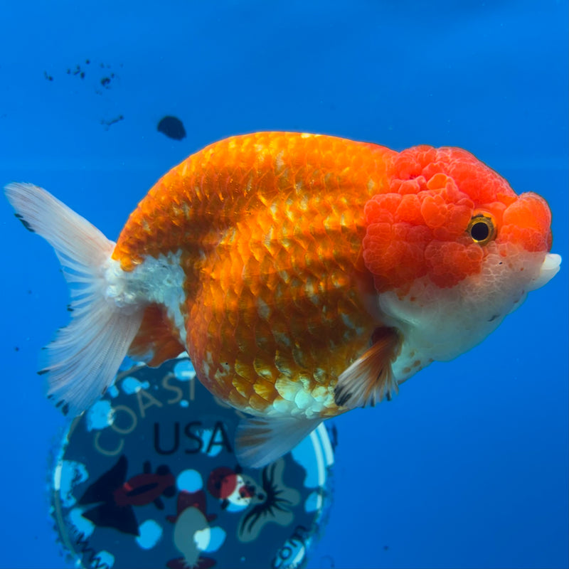 Thai Ranchu JUMBO Red/White 4.5” Body Female(CK-1452)SHOWTANK2