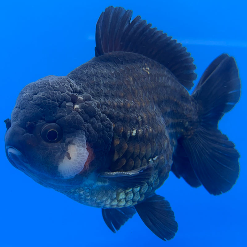 Thai Oranda JUMBO Full Black/Tri-Color4” Body Male(QGF-CK-1342)BLUETUB1