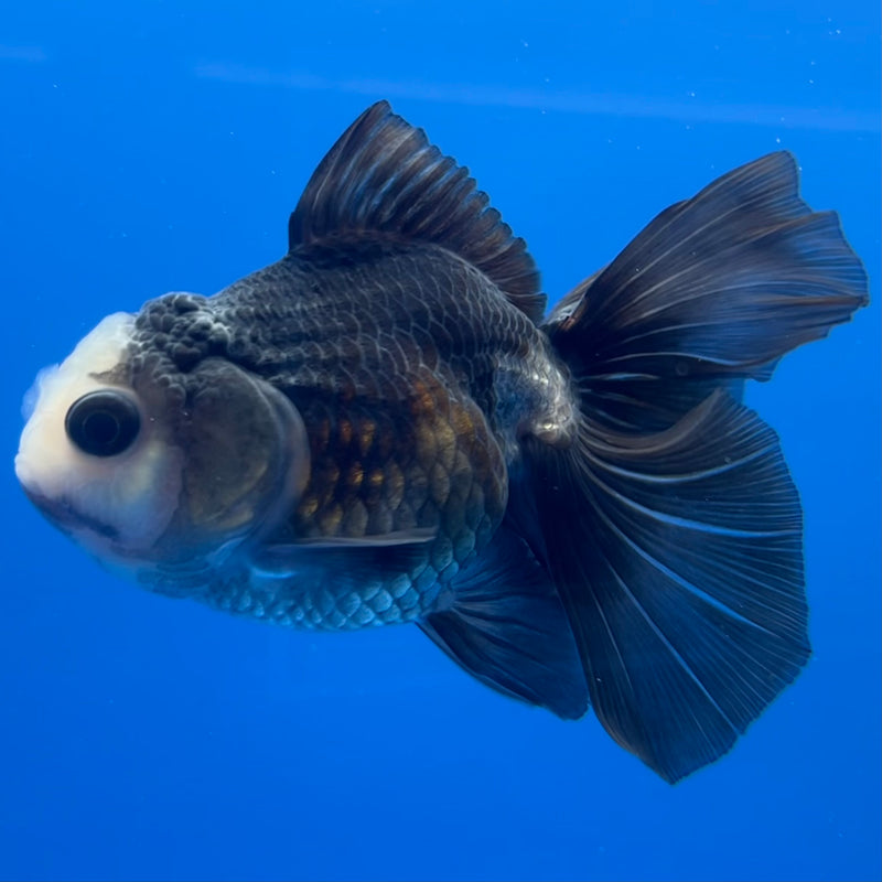 Thai Oranda Panda 3” Body Male(CK-781)R3A15