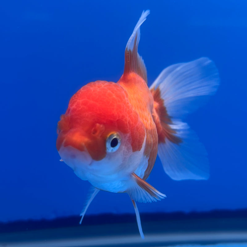 Thai Oranda Red/White 2.5” Body Female(CK-1265)R3B13