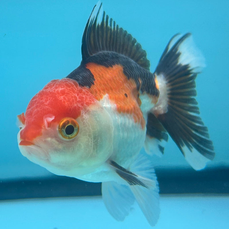 Thai Tri-Color Oranda 2.5”Body Male (JCD-037)R4B06