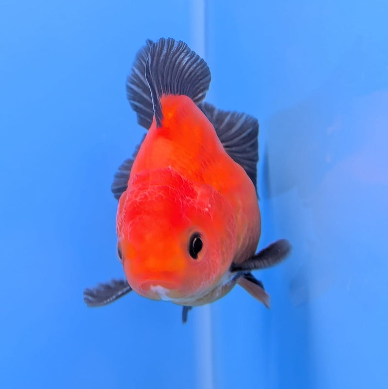 (DR-004) Thai Fancy Black and Red Oranda 2.5" Male R3B06
