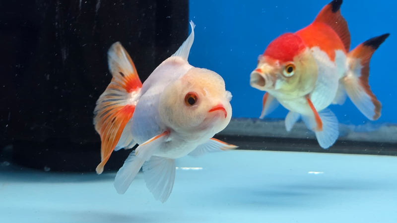 Thai Lemon Head Orchid Tail Medium Breed Female 2.50 inch Body (NNN-3002)R3B15