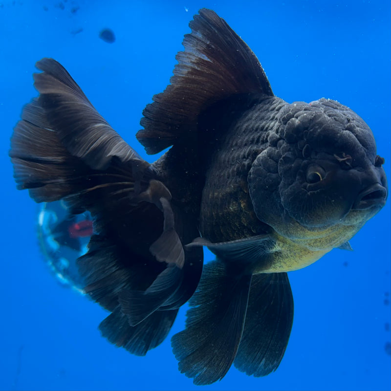 Thai Oranda JUMBO Full Black 4” Body Male(CK-1398)SHOWTANK2