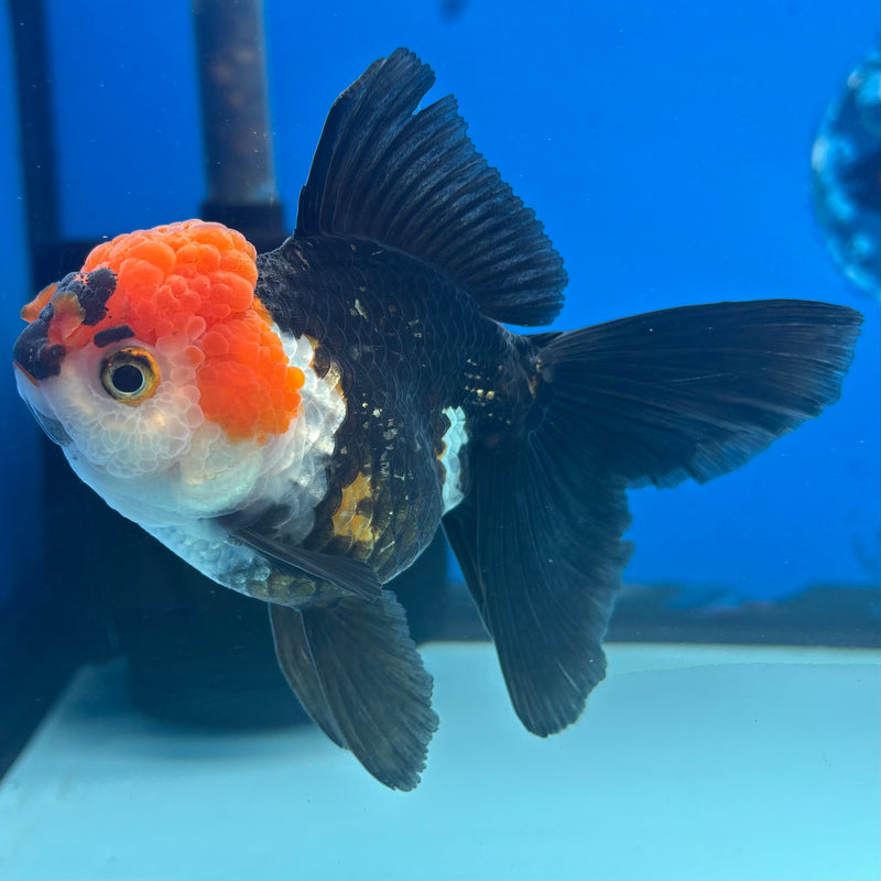 Thai Oranda Apache 3.5” Body Female(CK-936)R1BLUETUB4
